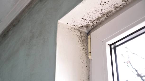 Best Certified Mold Removal  in USA